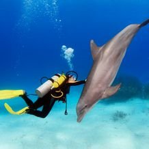 Mergulho com Golfinhos 